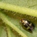 Adult • Reared ex. leafmine on Geum rivale, River Shin VC107, Sutherland • © Duncan Williams