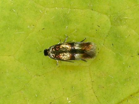 Stigmella aeneofasciella