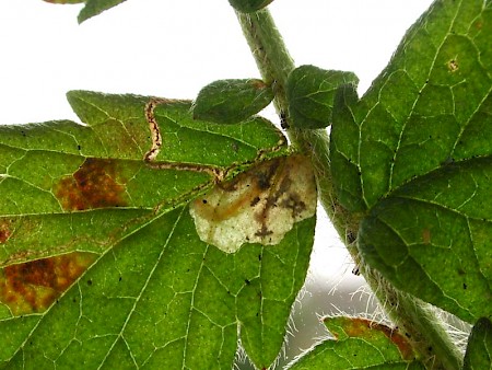 Stigmella aeneofasciella