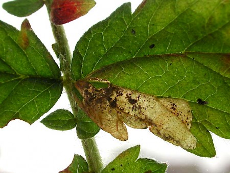 Stigmella aeneofasciella