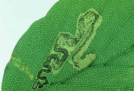 Stigmella hemargyrella