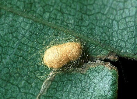 Stigmella hemargyrella