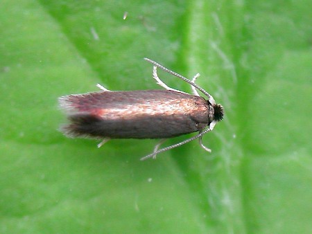 Stigmella ruficapitella