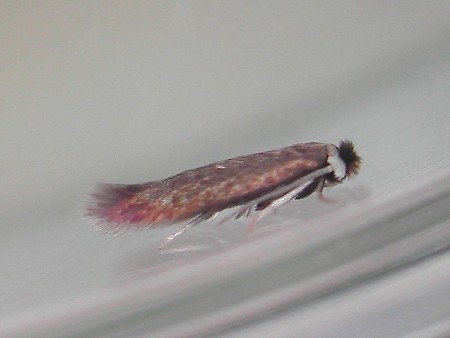 Stigmella ruficapitella