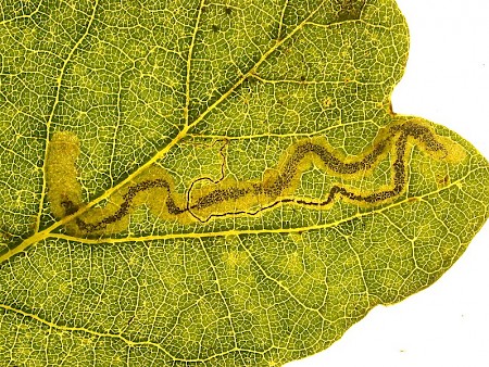 Stigmella ruficapitella