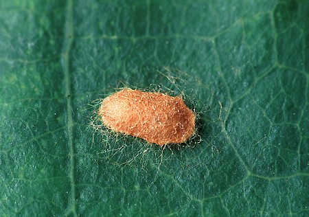 Stigmella ruficapitella