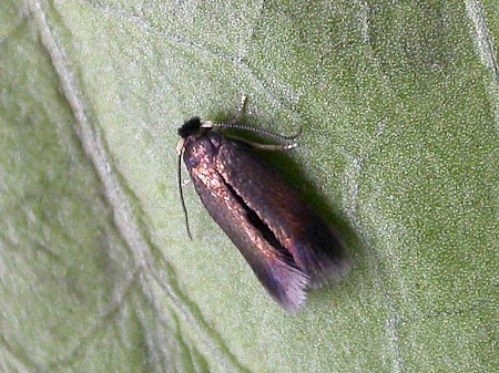 Stigmella atricapitella