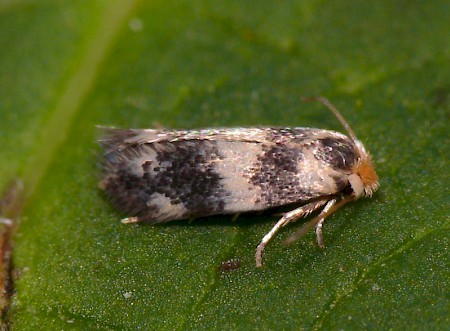 Etainia sericopeza