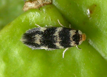 Etainia sericopeza