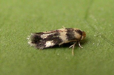 Etainia louisella