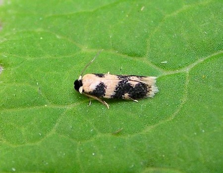 Etainia decentella