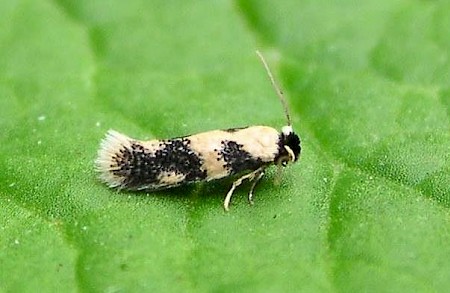 Etainia decentella