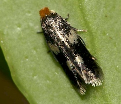 Adult • Reared from mine on Vaccinium vitis-idaea, Ravens Rock Forest Gorge, Sutherland • © Duncan Williams