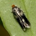 Adult • Reared from mine on Vaccinium vitis-idaea, Ravens Rock Forest Gorge, Sutherland • © Duncan Williams