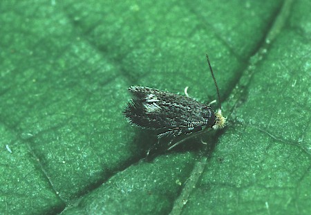 Fomoria septembrella