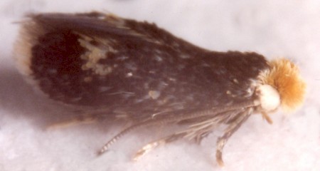 Fomoria septembrella