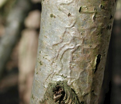 Mine on Quercus • Fareham, Hanpshire • © Ian Thirlwell