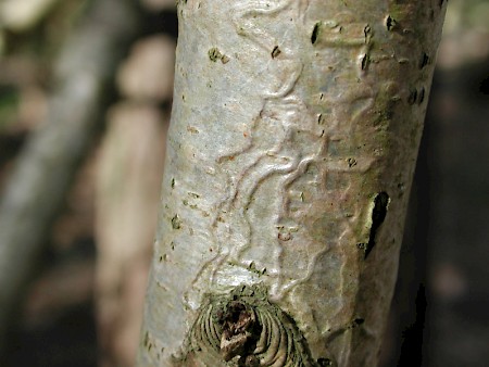 Zimmermannia atrifrontella