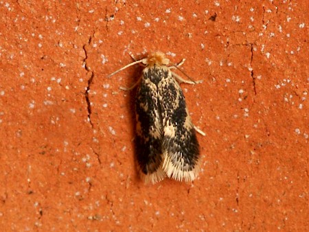 Ectoedemia hannoverella