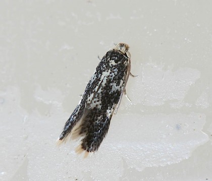 Adult • Wicken Fen, Cambs., reared from mine on Populus • © Ian Barton