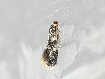 Ectoedemia turbidella