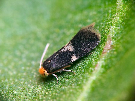 Ectoedemia albifasciella