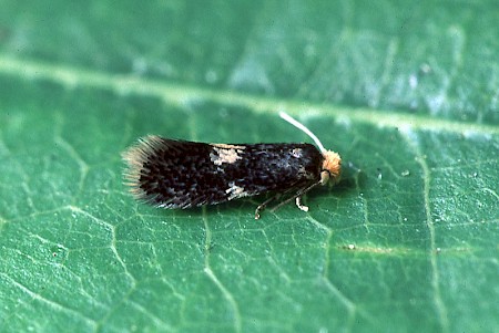 Ectoedemia albifasciella