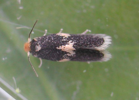 Ectoedemia albifasciella