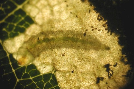 Ectoedemia albifasciella