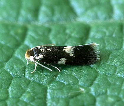 Adult • Wellhome Park, Brighouse, W.Yorks. • © Ian Kimber