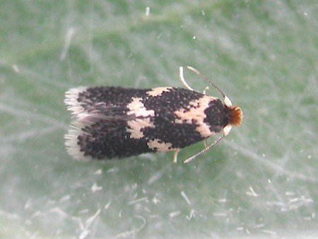 Ectoedemia subbimaculella