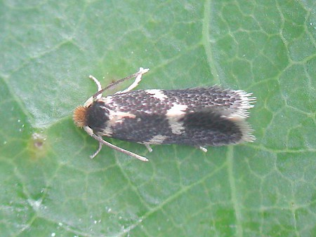 Ectoedemia subbimaculella