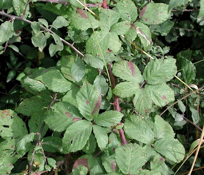 Mines on Rubus • Hayling Island, South Hampshire • © Ian Thirlwell