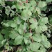 Mines on Rubus • Hayling Island, South Hampshire • © Ian Thirlwell