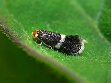 Ectoedemia atricollis