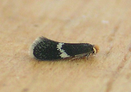 Ectoedemia atricollis