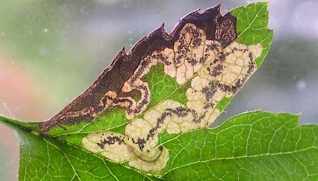 Ectoedemia atricollis