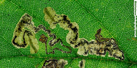 Ectoedemia rubivora