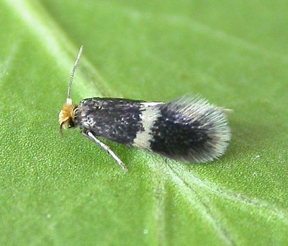 Female • Reared from mines on Betula, Chorlton, Gtr. Manchester • © Ben Smart