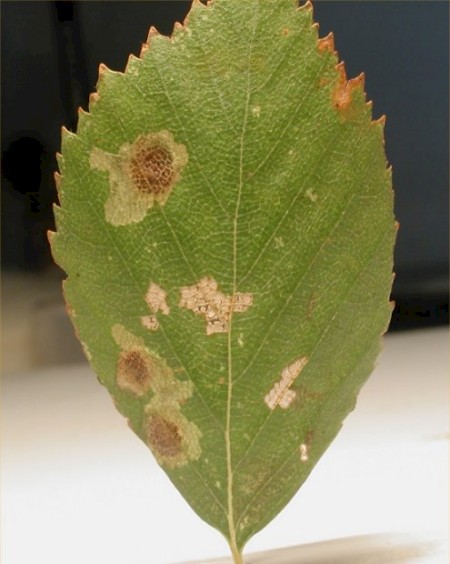 Ectoedemia occultella