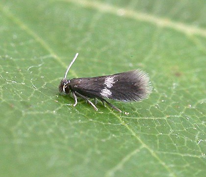 Nepticulidae