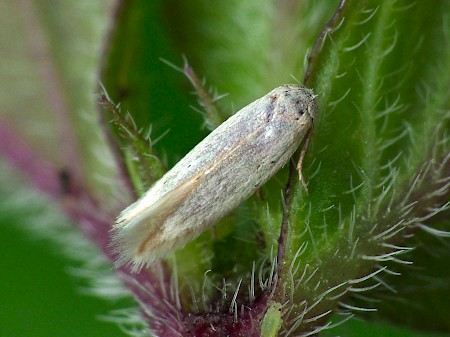 Opostega salaciella