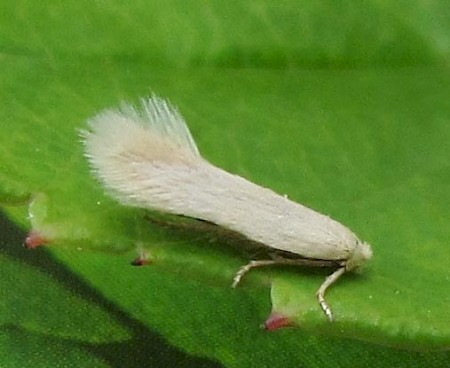 Opostega salaciella