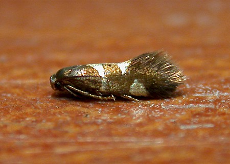 Antispila metallella