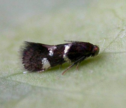 Adult • Aston Rowant, Oxfordshire; reared from leafmine/case on Cornus • © Ben Smart