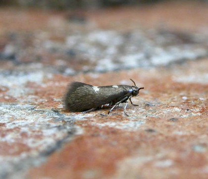 Heliozelidae