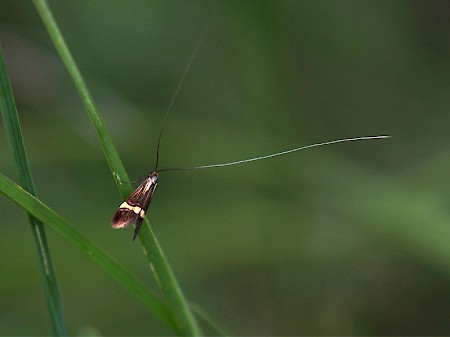 Nemophora degeerella