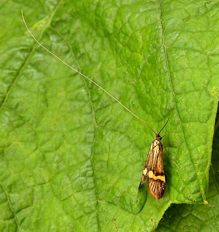 Nemophora degeerella