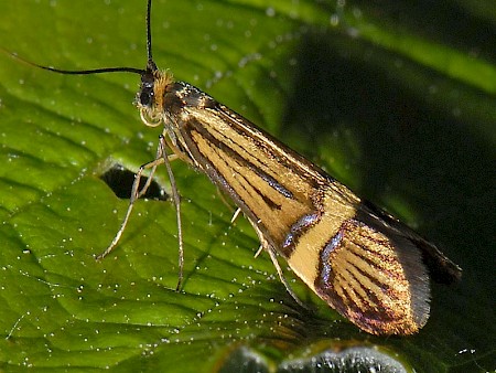 Nemophora degeerella