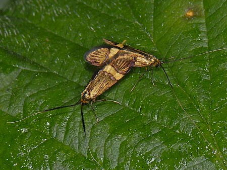 Nemophora degeerella